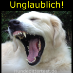 Hundegitter Kofferraum Auto