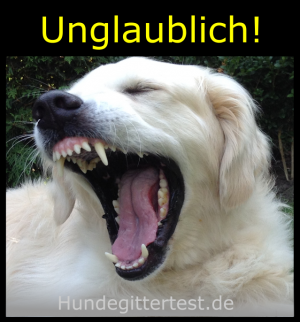 Unglaublich! Einfach ignoriert – Gefahr für Hund und Halter im Auto