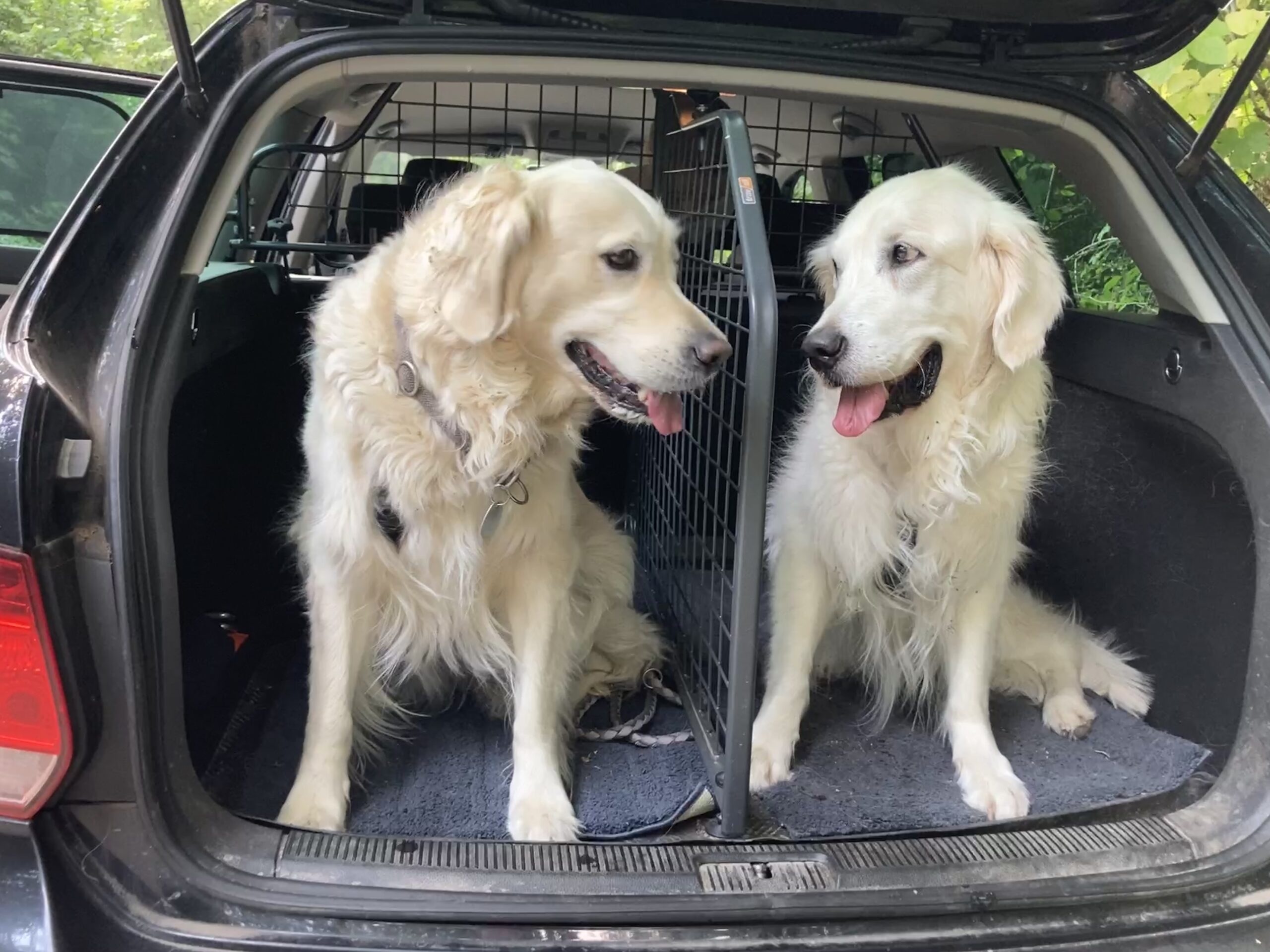 Warum Sie ein Hundegitter für das Auto benötigen